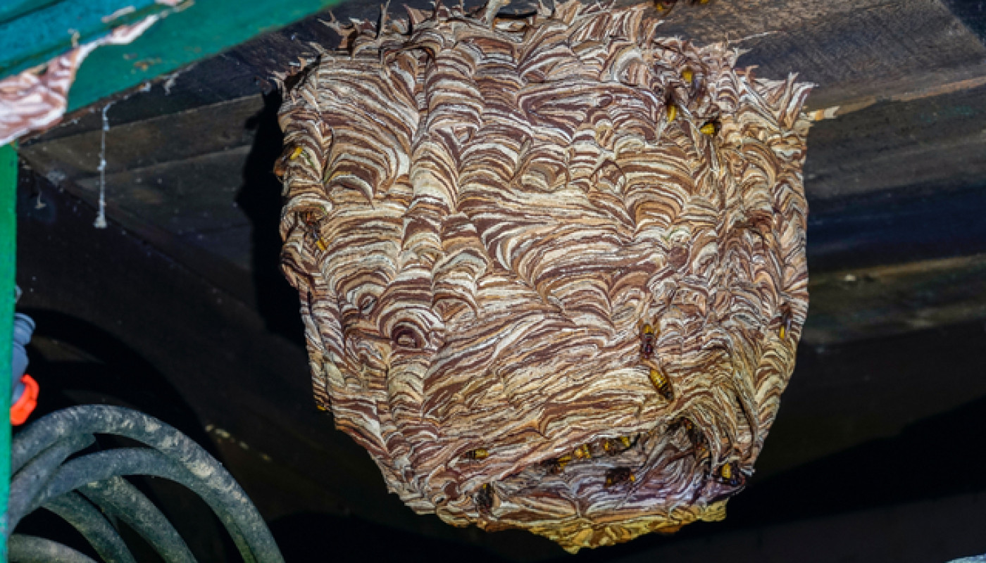 Quels nids d’insectes nuisibles peut-on encore découvrir en automne ?